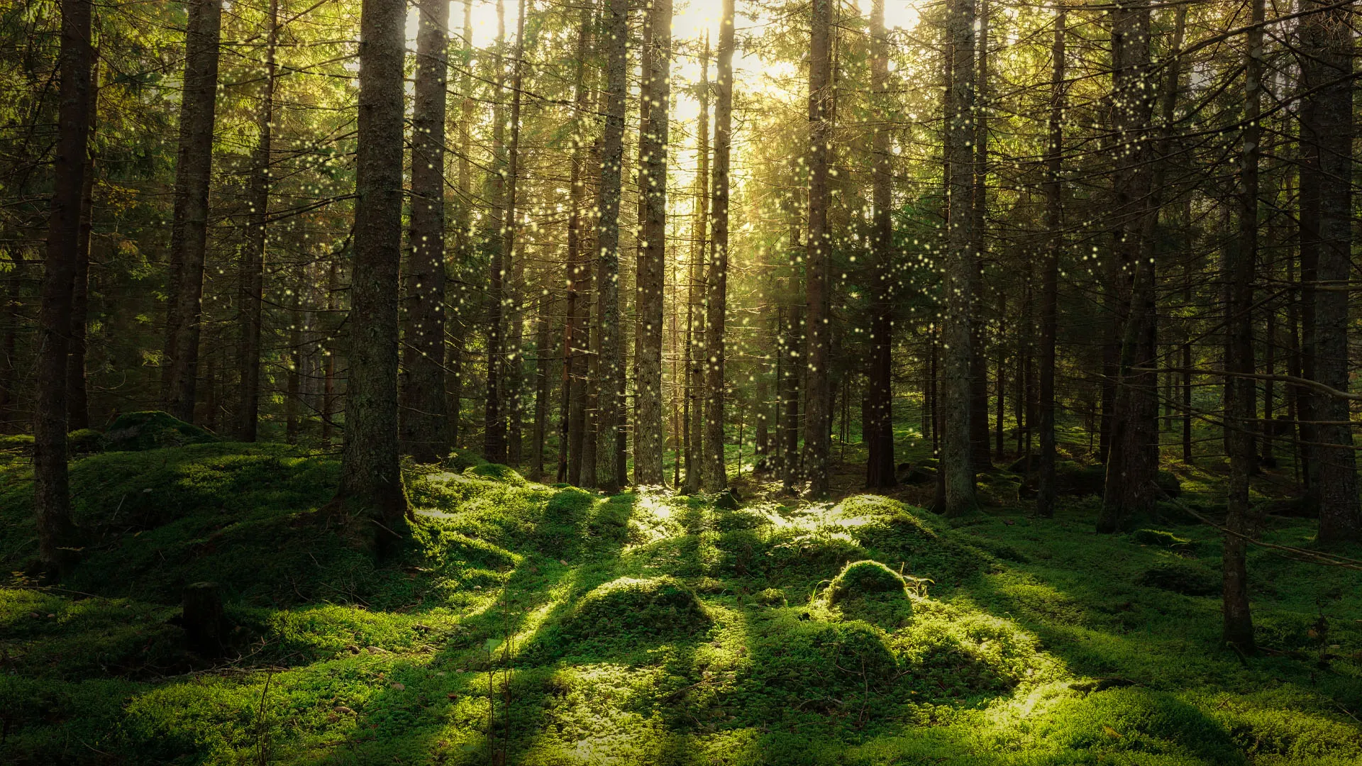 Top 10 Ways You Can Help Save the Forest and Support Wildlife