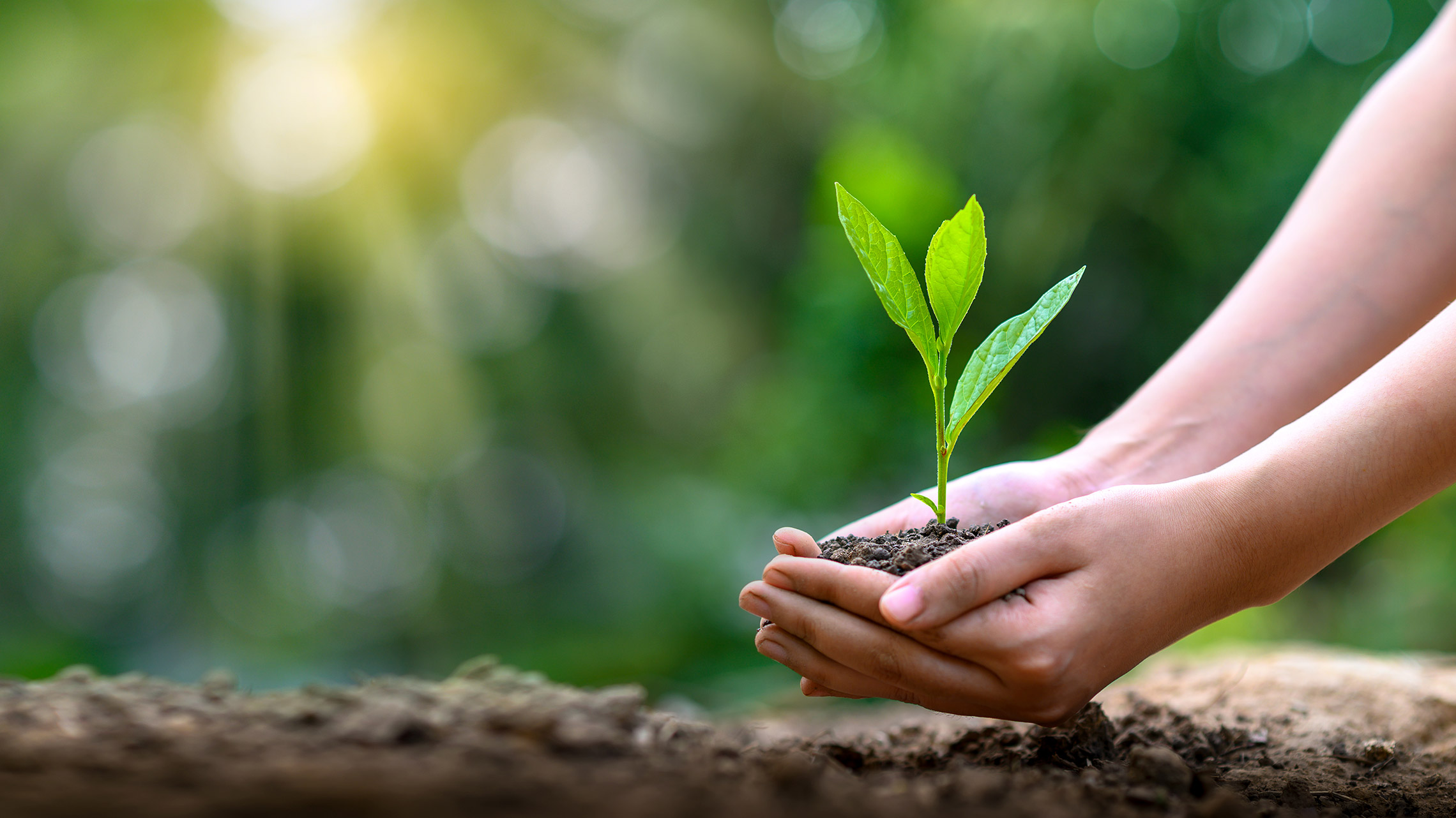 How Sustainability Index Services Boost Investor Confidence